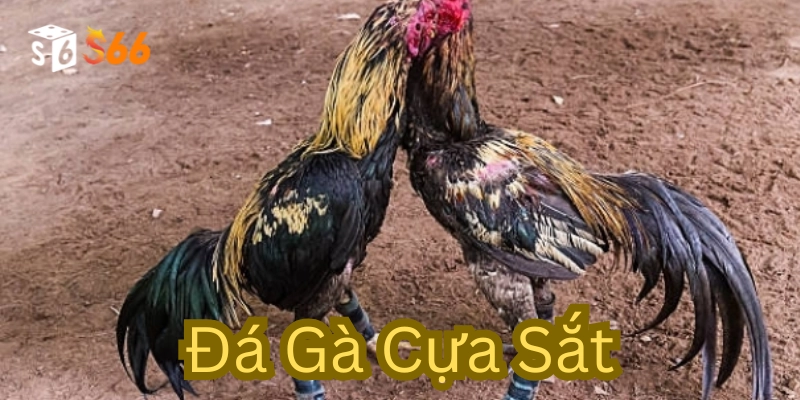 Bí quyết cược trong Đá Gà Cựa Sắt